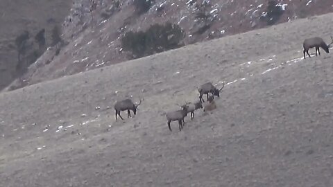 FEEDING TIME! BULL ELK HANGING TOGETHER!