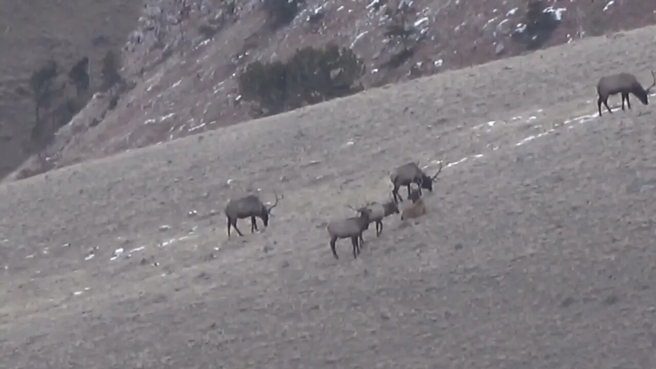 FEEDING TIME! BULL ELK HANGING TOGETHER!