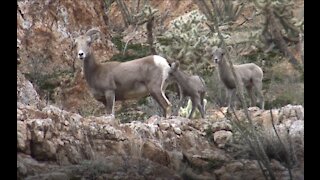 Big Horn Sheep at Box Canyon edited