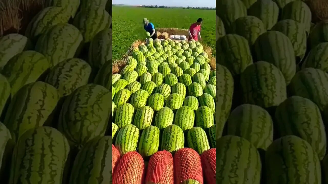 watermelon #facebookreels #funny #shorts #ytshorts