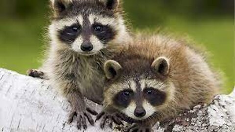 funny raccoons #2