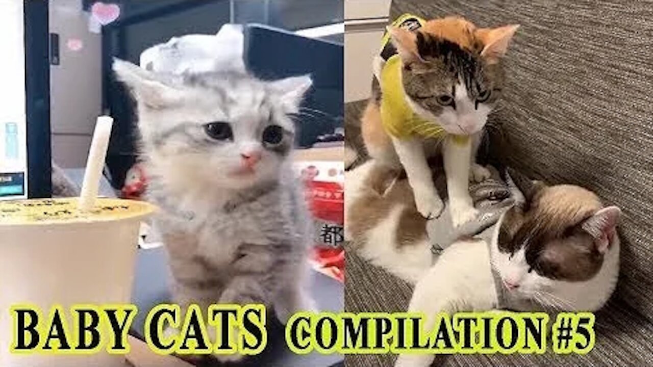 Baby Cats Video Funny and Cute Cat Videos 2021 Compilation FOND OF ANOMALS