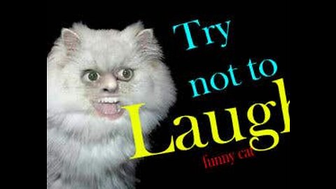 Funny cat videos 🤣🙀