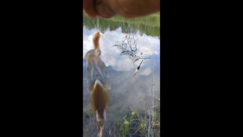 Green sunfish