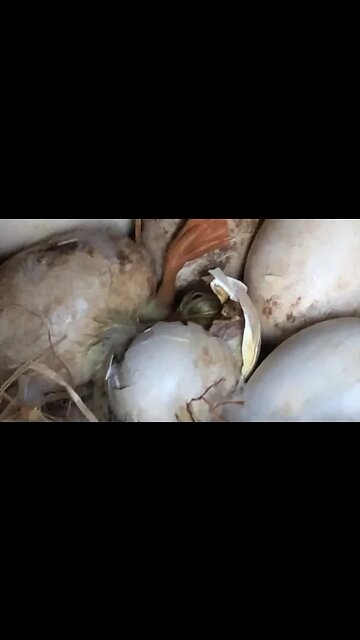 Gosling hatching under mother goose #pilgrimgeese ##gosling