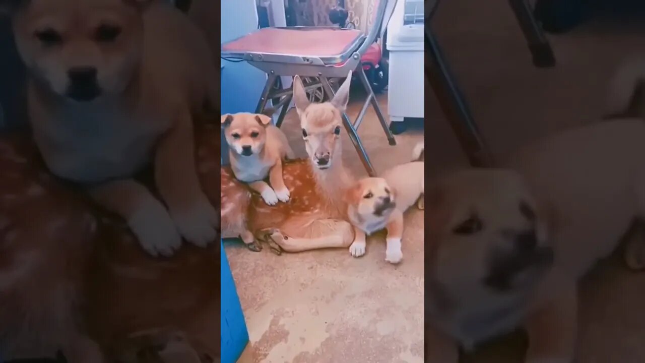 We brought a friend home from school, pleaseeee let him stay..🐶🦌😍 #shorts #dog