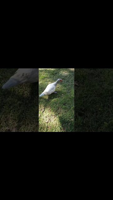 Muscovy duck, looking for some greens from the garden 4 September 2022