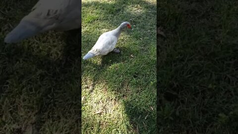 Muscovy duck, looking for some greens from the garden 4 September 2022