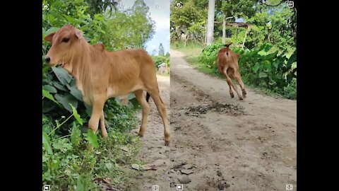 Beautiful cow video in bangladesh my video shows