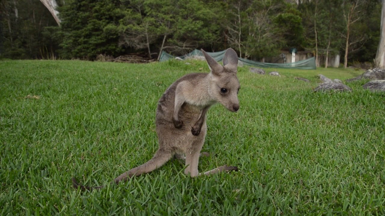 Kangaroo Joey Practices Running