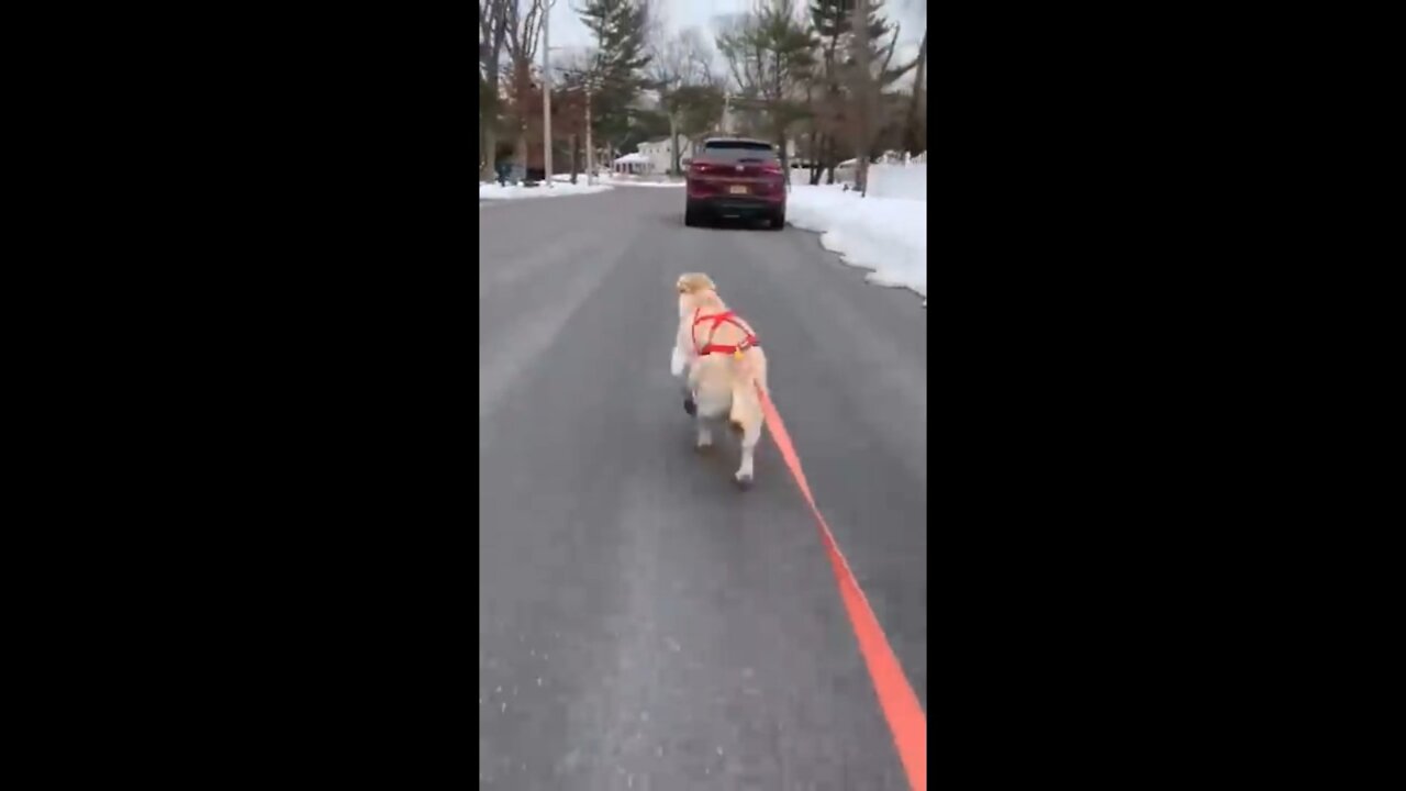 Very fast Dog running traning