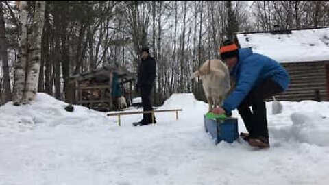 Meet Gary: the coolest stunt goat in town