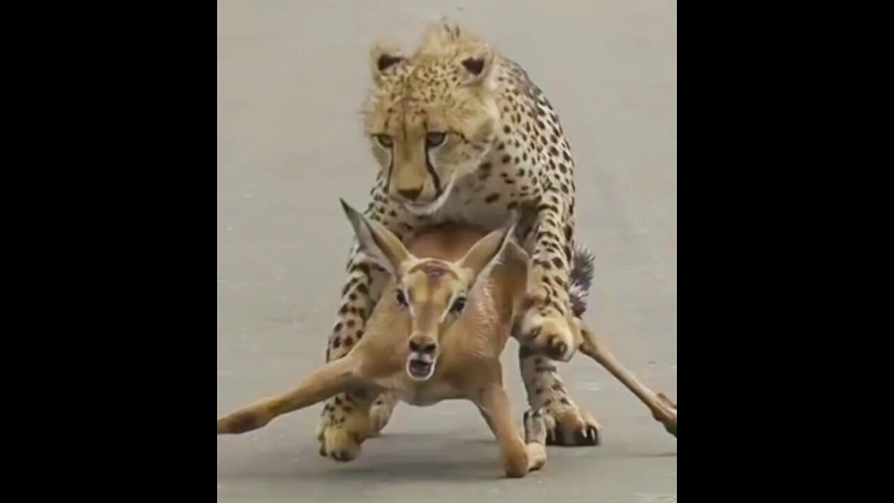 A young cheetah makes its first kill #shorts /#wildlife