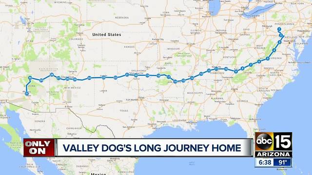 Valley dog has long journey home