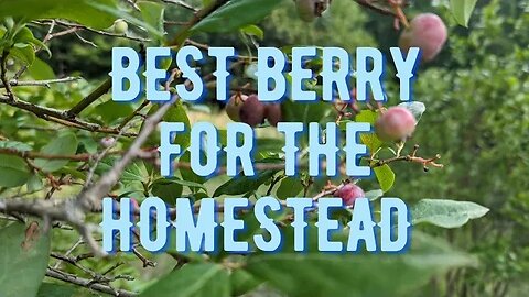 The Super Food to Grow on the Homestead | Easy Maintenance Berry