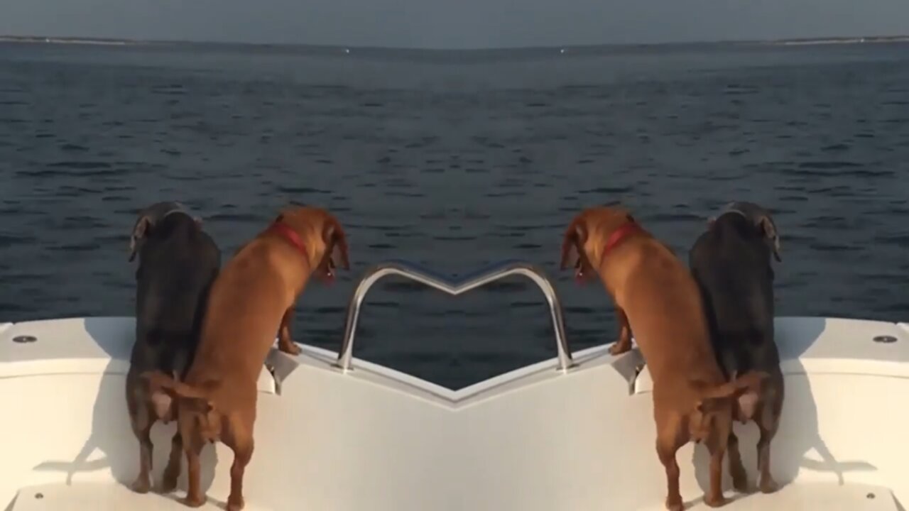 The happiness of two dogs of the dachshund breed