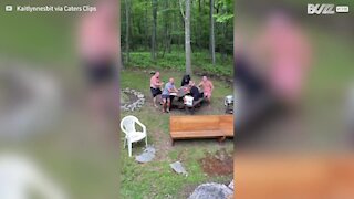 Friendly bear joins picnic group for lunch