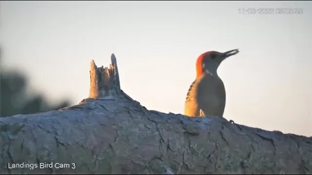 Breakfast Time For a Red-bellied Woodpecker 🌲 11/03/22 08:04