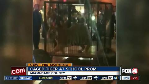 Live tiger causes controversy at Miami high school prom