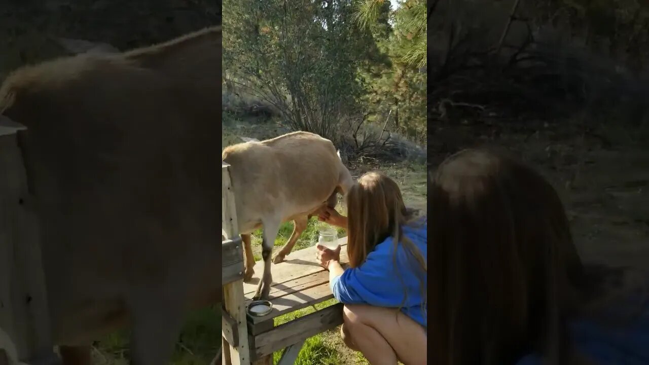 #goats #dairygoats #morning #homesteading #homesteadlife #farm #farmlife #farmanimals