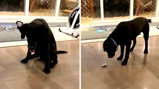 Cute Labrador Super Excited With New Toy Mouse