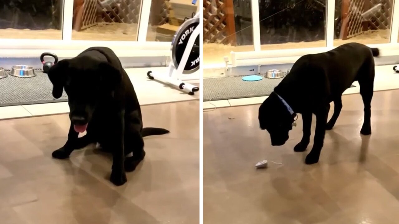 Cute Labrador Super Excited With New Toy Mouse