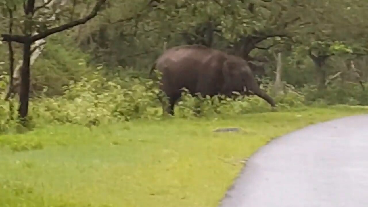 Elephant Attack in Kerala