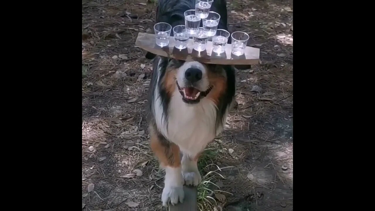 This Dog Is Incredible!