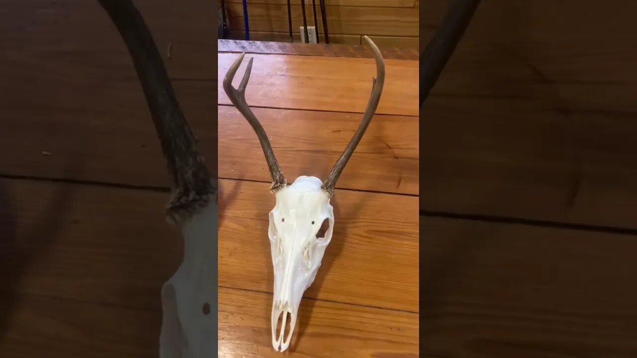 European Deer Mounts