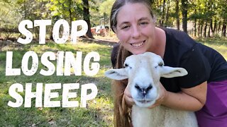 How To Prevent, Diagnose & Treat Parasites in Sheep