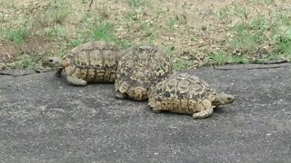 Male leopard tortoises fight for mating rights while female runs away