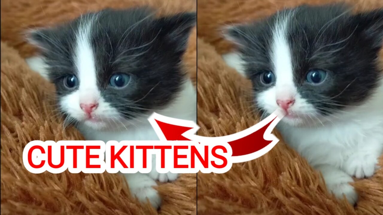 Cute Kittens #Rumble