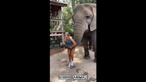 ELEFANTE FUNNY VIDEO