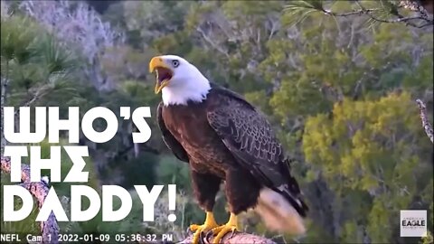 Eagle Update: Dude Samson Defends Eggs