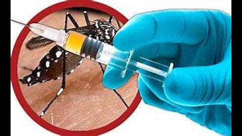 MOSQUITOS A NOVA MANEIRA DE SEREM VACINADOS