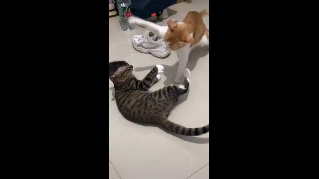 🐈 funny fight scene