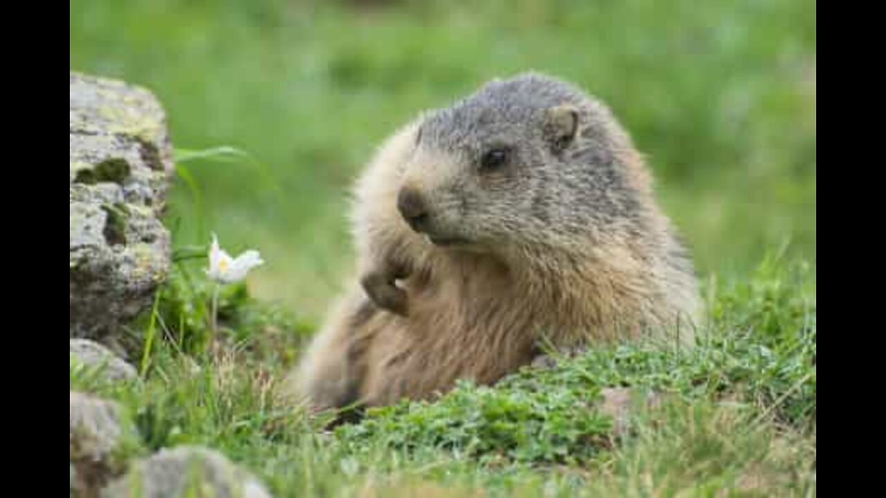 Marmota é completamente apaixonada pelo seu dono