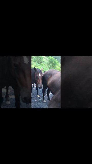 Visit with horses and Henry comes back from his morning run