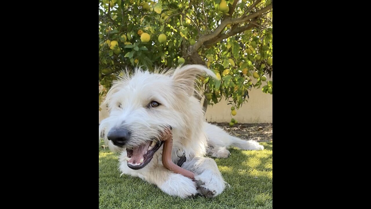 Dog chewing on a bone