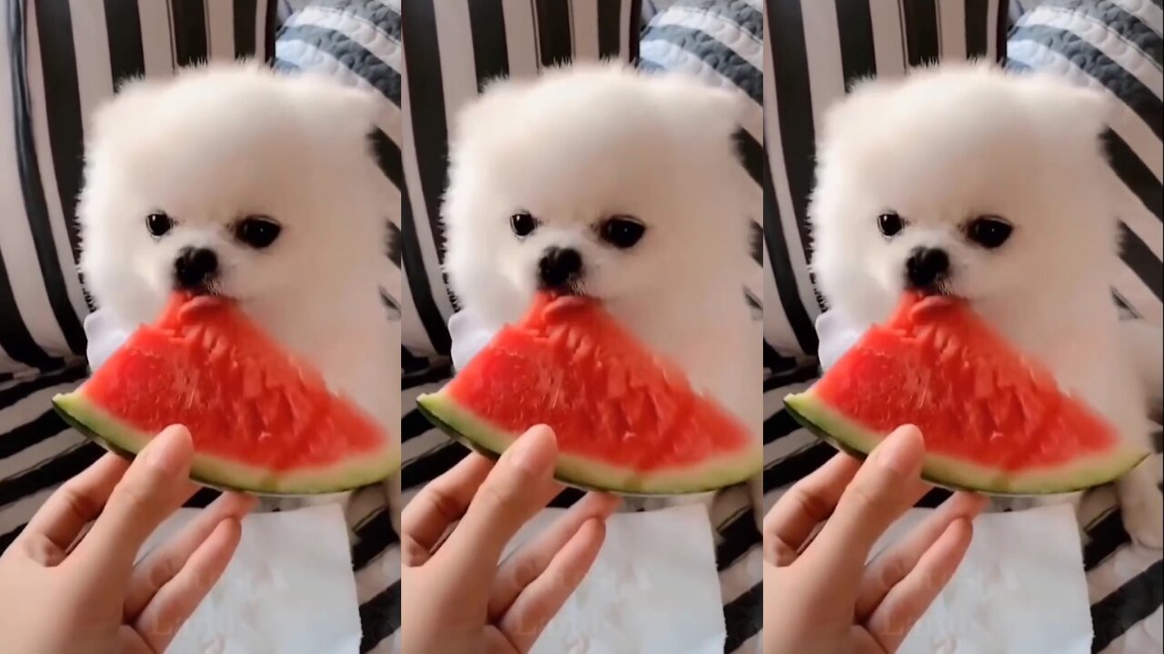 Kitten Eating Watermelon Meme