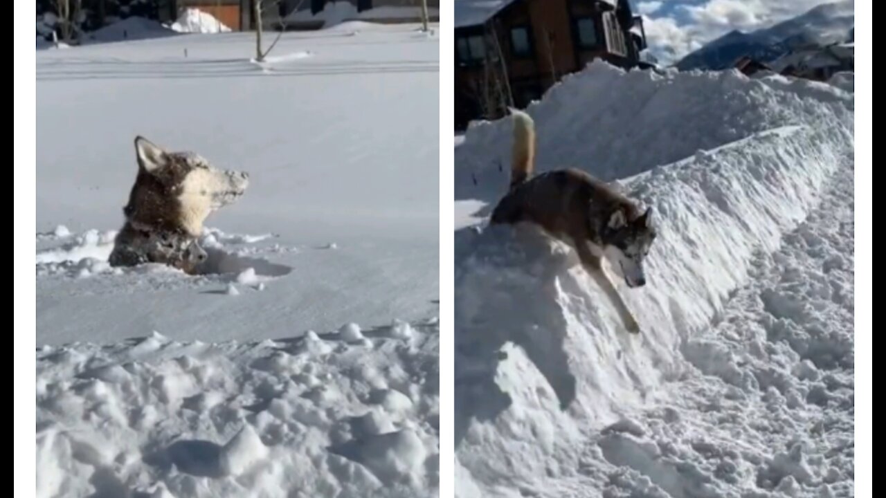 Puppy sees snow for the first time, has genuinely ...