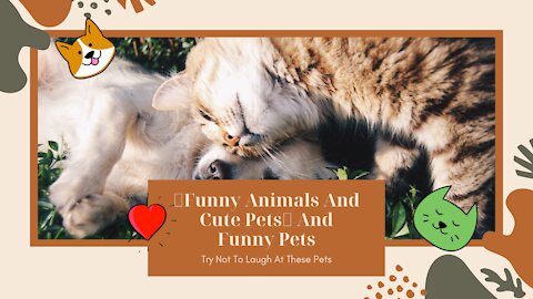 💗Funny Animals And Cute Pets💗