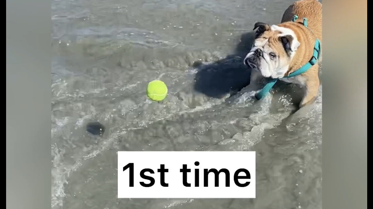 Cute English Bulldog Can’t Catch Tennis Ball