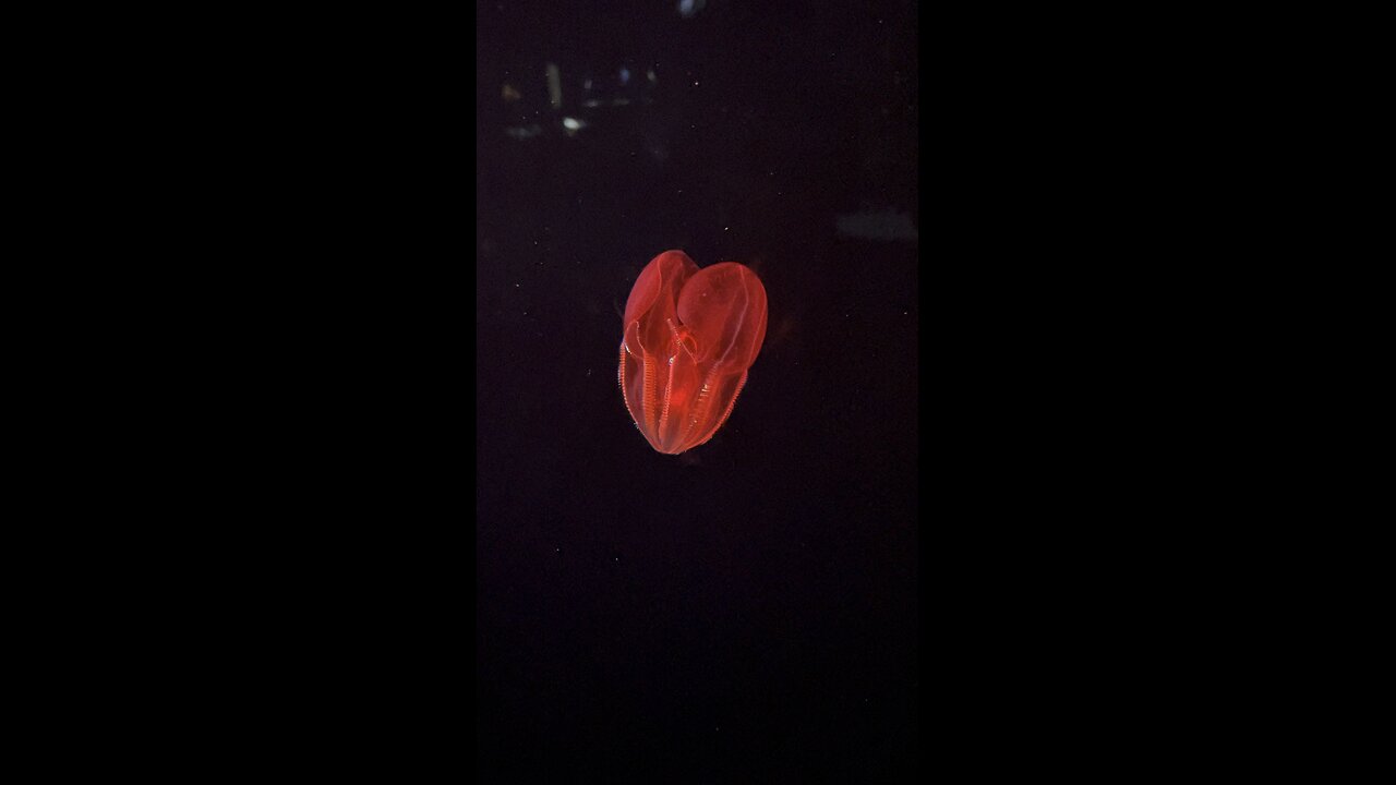 Blood belly comb jelly