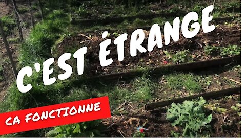 Mes travaux du moment au jardin réussite & loupé