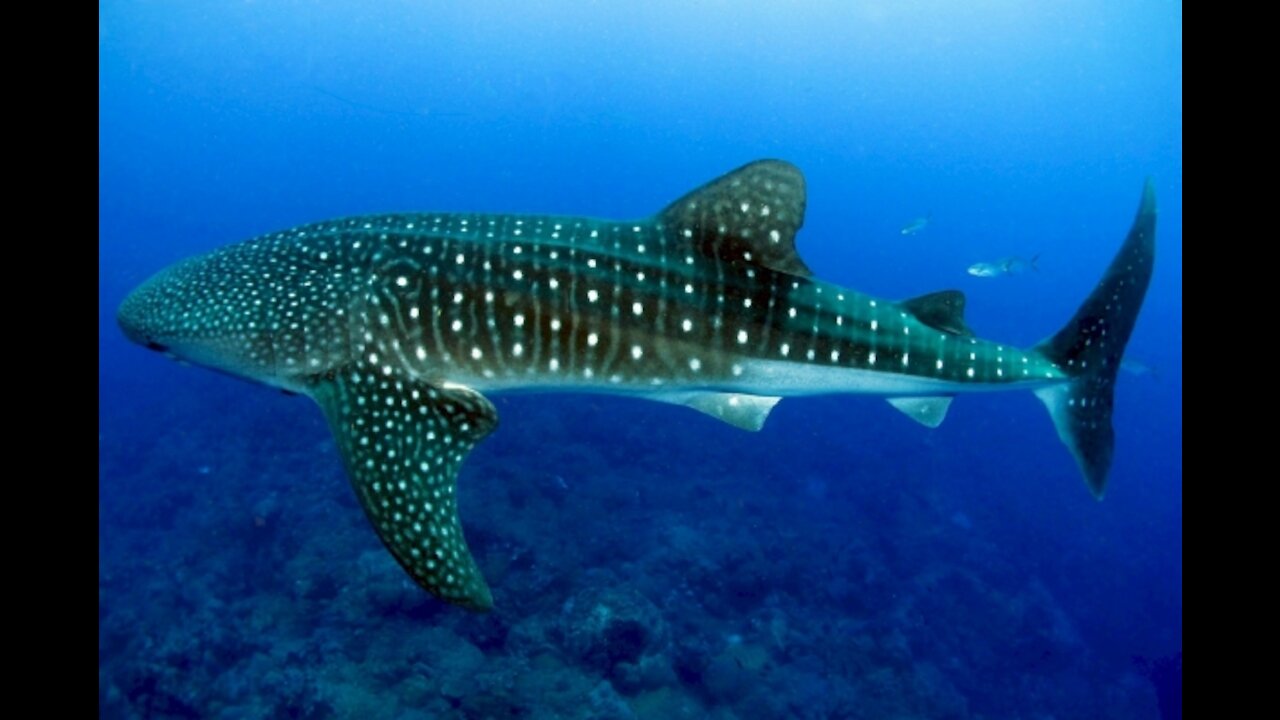 people swimming with whale shark