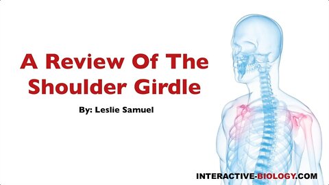 080 A Review of the Shoulder Girdle