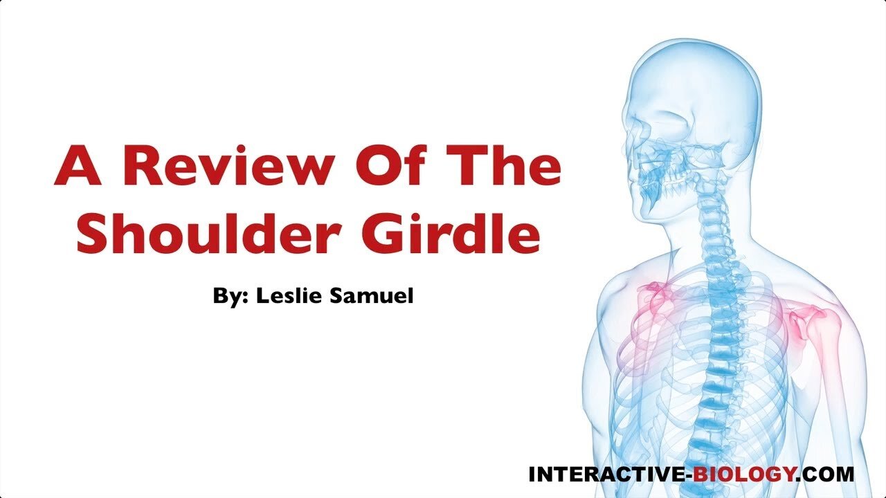 080 A Review of the Shoulder Girdle