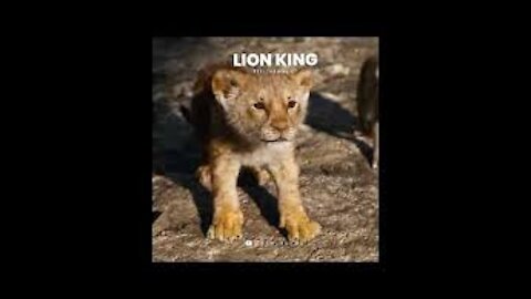 Lion _Attitude_Status😎 || Girls Attitude Status 👑 || The Lion King 🔥👑 || Status King 143