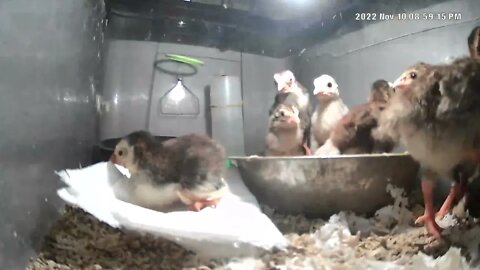 Helping sick keet get comfortable. Putting honey on beak.